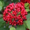 Red Balloon Viburnum - 3 Gallon Pot -Trees And Plants viburnum rhytidophylloides red balloon 1