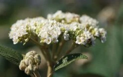 Willowwood Viburnum - 3 Gallon Pot -Trees And Plants viburnum rhytidophylloides willowwood 2