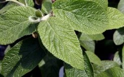 Willowwood Viburnum - 3 Gallon Pot -Trees And Plants viburnum rhytidophylloides willowwood 3