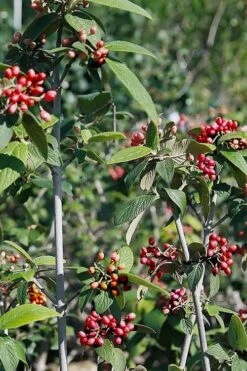 Willowwood Viburnum - 3 Gallon Pot -Trees And Plants viburnum rhytidophylloides willowwood 5