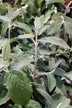 Willowwood Viburnum - 3 Gallon Pot -Trees And Plants viburnum rhytidophylloides willowwood 6