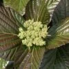 Shiny Dancer Viburnum - 2 Gallon Pot