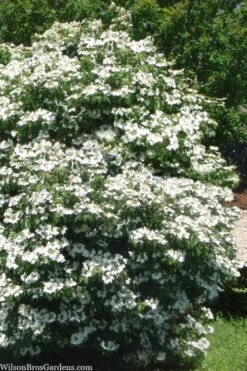 Summer Snowflake Viburnum - 1 Gallon Pot -Trees And Plants viburnum summer snowflake 102
