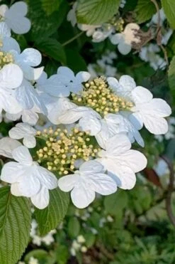 Summer Snowflake Viburnum - 1 Gallon Pot -Trees And Plants viburnum summer snowflake 103