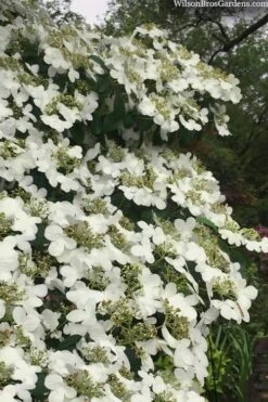 Summer Snowflake Viburnum - 1 Gallon Pot -Trees And Plants viburnum summer snowflake 105