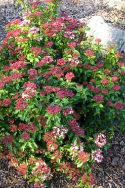 Spring Bouquet Viburnum - 3 Gallon Pot 13 Spring Bouquet Viburnum - 3 Gallon Pot -Trees And Plants viburnum tinus spring bouquet 2 2