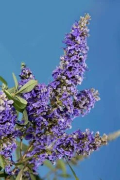 Delta Blues Chaste Tree (Vitex) - 3 Gallon Pot -Trees And Plants vitex agnus castus delta blues 22 1