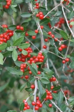Weeping Yaupon Holly (Ilex Vomitoria 'Pendula') - 7 Gallon Pot (7-8') -Trees And Plants yaupon holly weeping 13